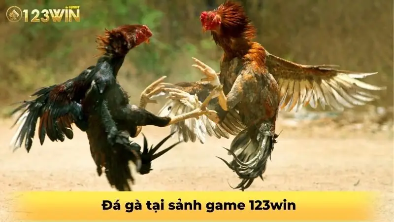 Đá gà tại sảnh game 123win